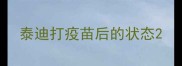 泰迪打疫苗后的状态
