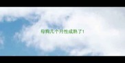 母狗几个月性成熟了