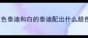 灰色泰迪和白的泰迪配出什么颜色