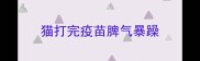 猫打完疫苗脾气暴躁