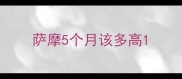 萨摩5个月该多高