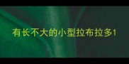 有长不大的小型拉布拉多