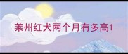 莱州红犬两个月有多高