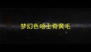 梦幻色哈士奇黄毛