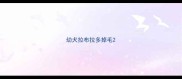 幼犬拉布拉多掉毛