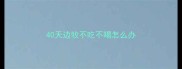40天边牧不吃不喝怎么办
