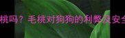 狗狗能吃毛桃吗毛桃对狗狗的利弊及安全食用指南