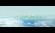 二个月的马犬杂么挑选