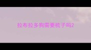 拉布拉多狗需要梳子吗