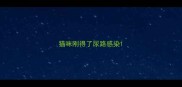 猫咪刚得了尿路感染