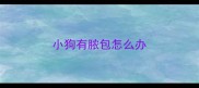 小狗有脓包怎么办