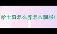 哈士奇怎么养怎么驯服