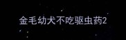 金毛幼犬不吃驱虫药