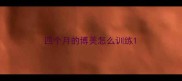 四个月的博美怎么训练