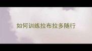 如何训练拉布拉多随行