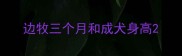 边牧三个月和成犬身高