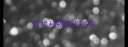 边牧和银狐犬串串