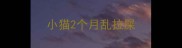 小猫2个月乱拉屎