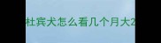 杜宾犬怎么看几个月大
