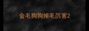 金毛狗狗掉毛厉害