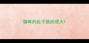 猫咪的肚子鼓的很大