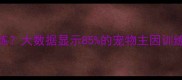 为什么需要科学训练大数据显示85的宠物主因训练不当导致养宠失败
