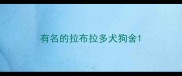 有名的拉布拉多犬狗舍