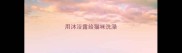 用沐浴露给猫咪洗澡