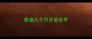 泰迪几个月牙齿长齐