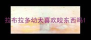 拉布拉多幼犬喜欢咬东西吗