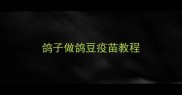 鸽子做鸽豆疫苗教程