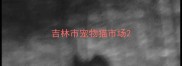 吉林市宠物猫市场