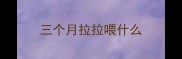 三个月拉拉喂什么