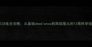 边牧幼犬训练全攻略从基础obedience到高级服从的12周科学培育指南