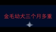 金毛幼犬三个月多重