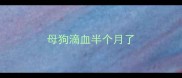 母狗滴血半个月了