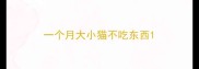 一个月大小猫不吃东西