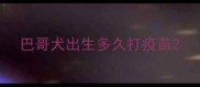 巴哥犬出生多久打疫苗