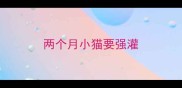 两个月小猫要强灌