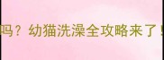 一个月大的猫咪可以洗澡吗幼猫洗澡全攻略来了新手必看养猫避坑指南