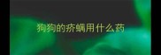 狗狗的疥螨用什么药