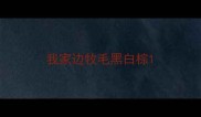 我家边牧毛黑白棕
