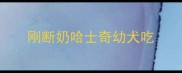 刚断奶哈士奇幼犬吃