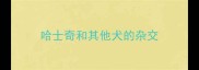 哈士奇和其他犬的杂交