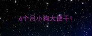 6个月小狗大便干