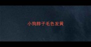 小狗脖子毛色发黄