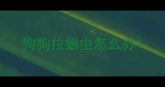 狗狗拉蛔虫怎么办