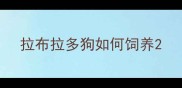 拉布拉多狗如何饲养