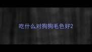 吃什么对狗狗毛色好