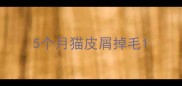5个月猫皮屑掉毛
